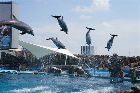 名古屋駅から水族館: 都市の喧騒と海の静けさの交差点