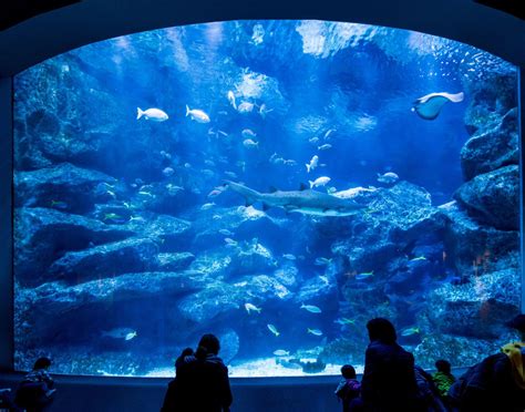 都内 水族館 おすすめ ～水族館で出会える不思議な世界～